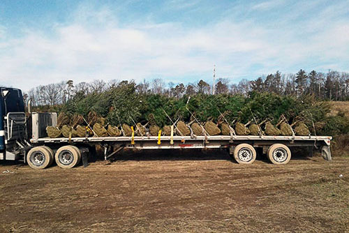 truck with wholesale trees