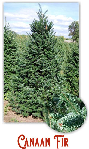 canaan fir tree