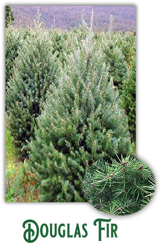douglass fir tree